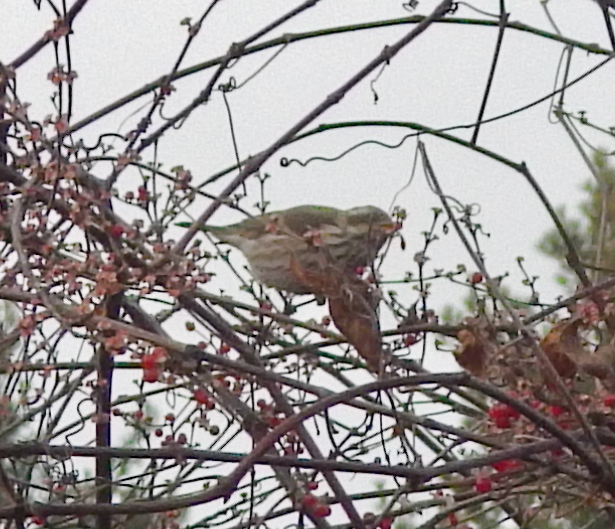 hýl nachový (ssp. purpureus) - ML646661094