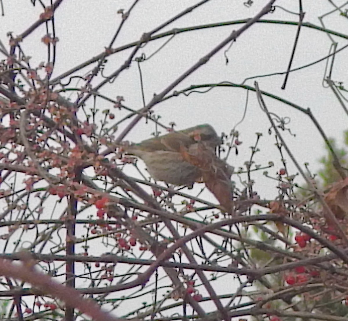 hýl nachový (ssp. purpureus) - ML646661095