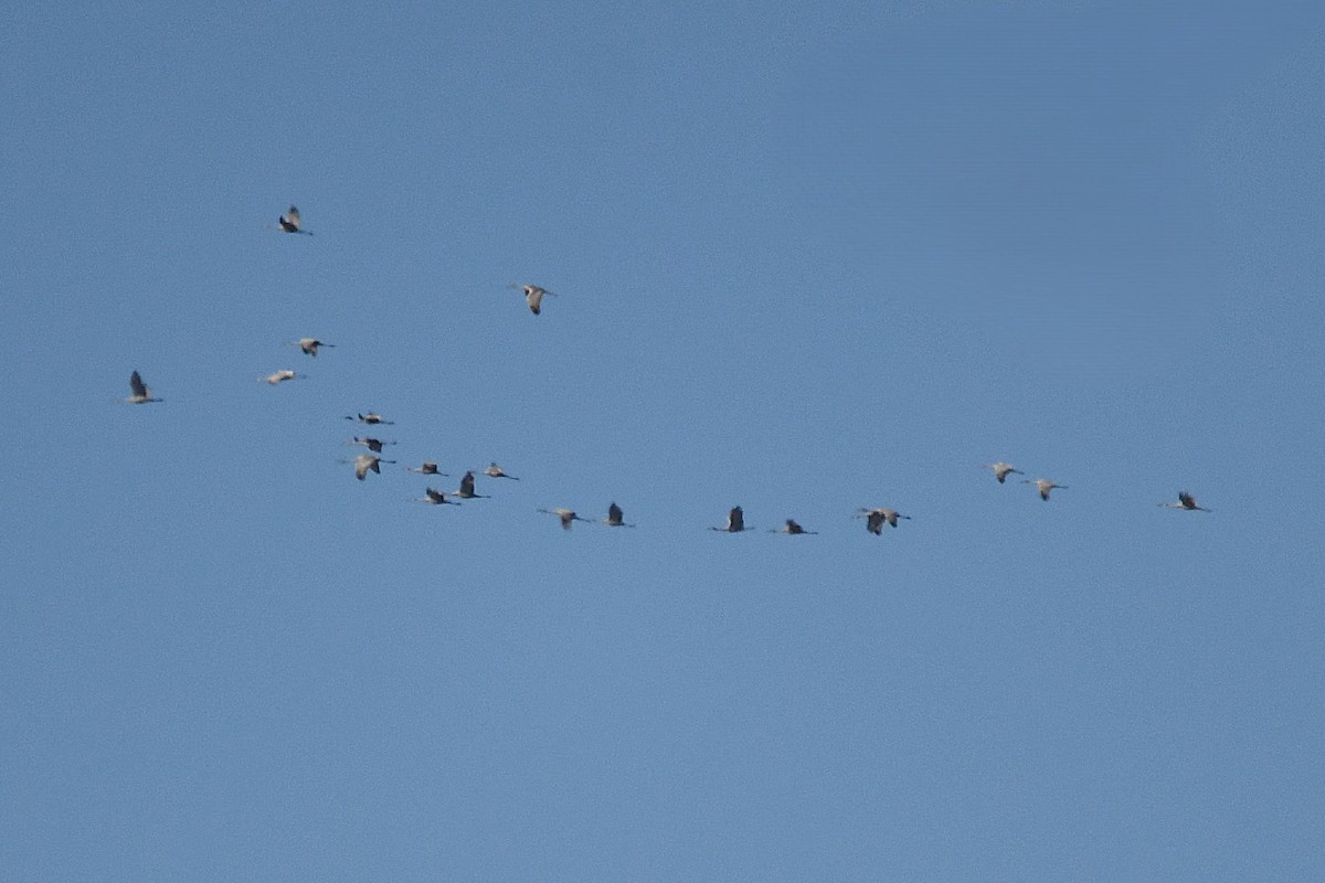 Sandhill Crane - ML646661096