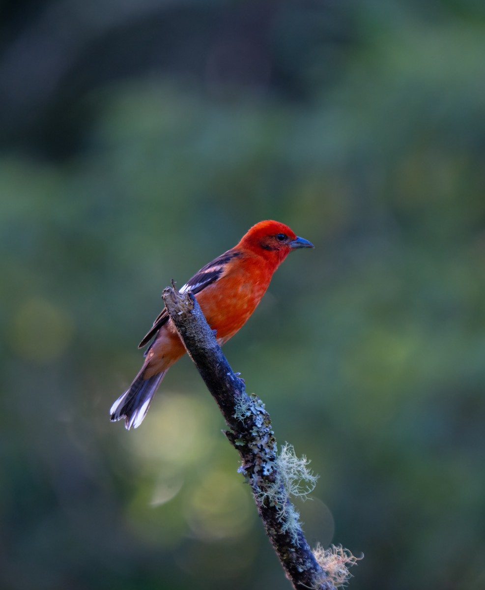 Flame-colored Tanager - ML646661097