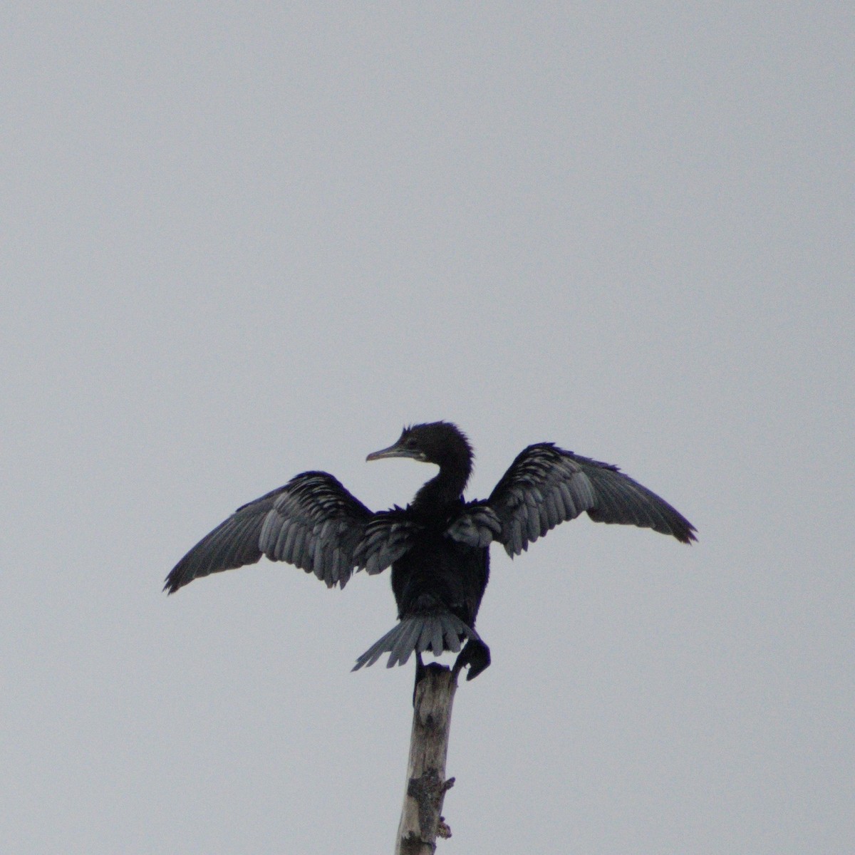 Little Cormorant - ML646661100
