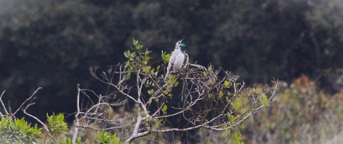 Bare-throated Bellbird - ML646661101