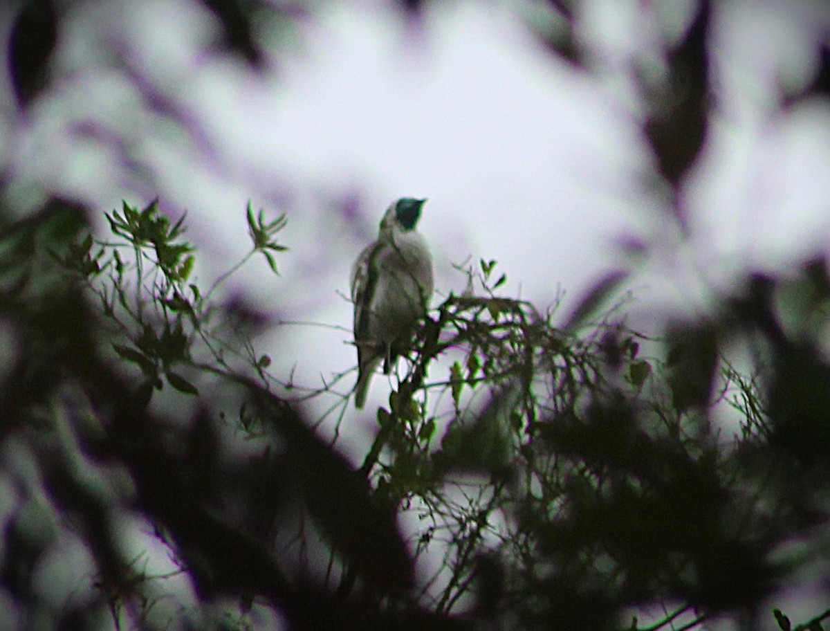 Bare-throated Bellbird - ML646661102