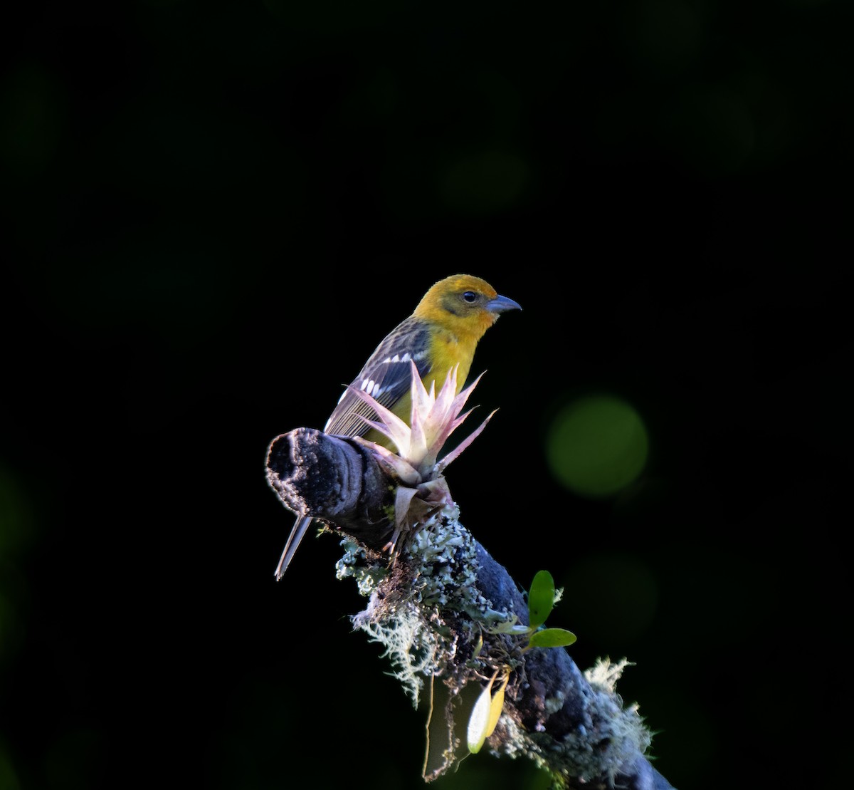 Flame-colored Tanager - ML646661105