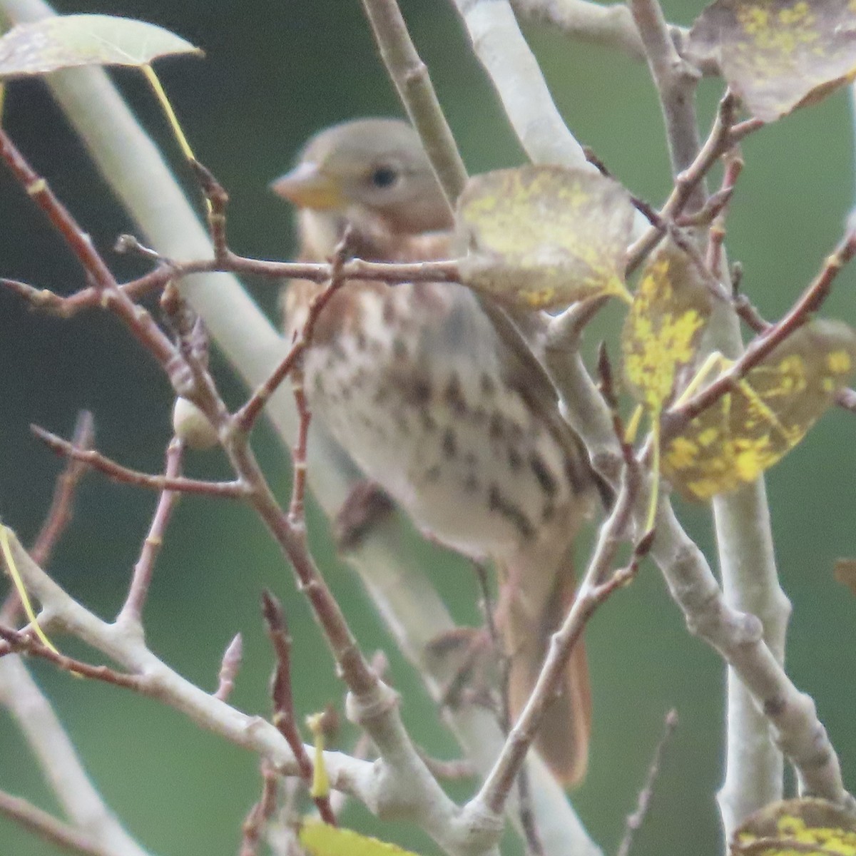 Fox Sparrow - ML646661106