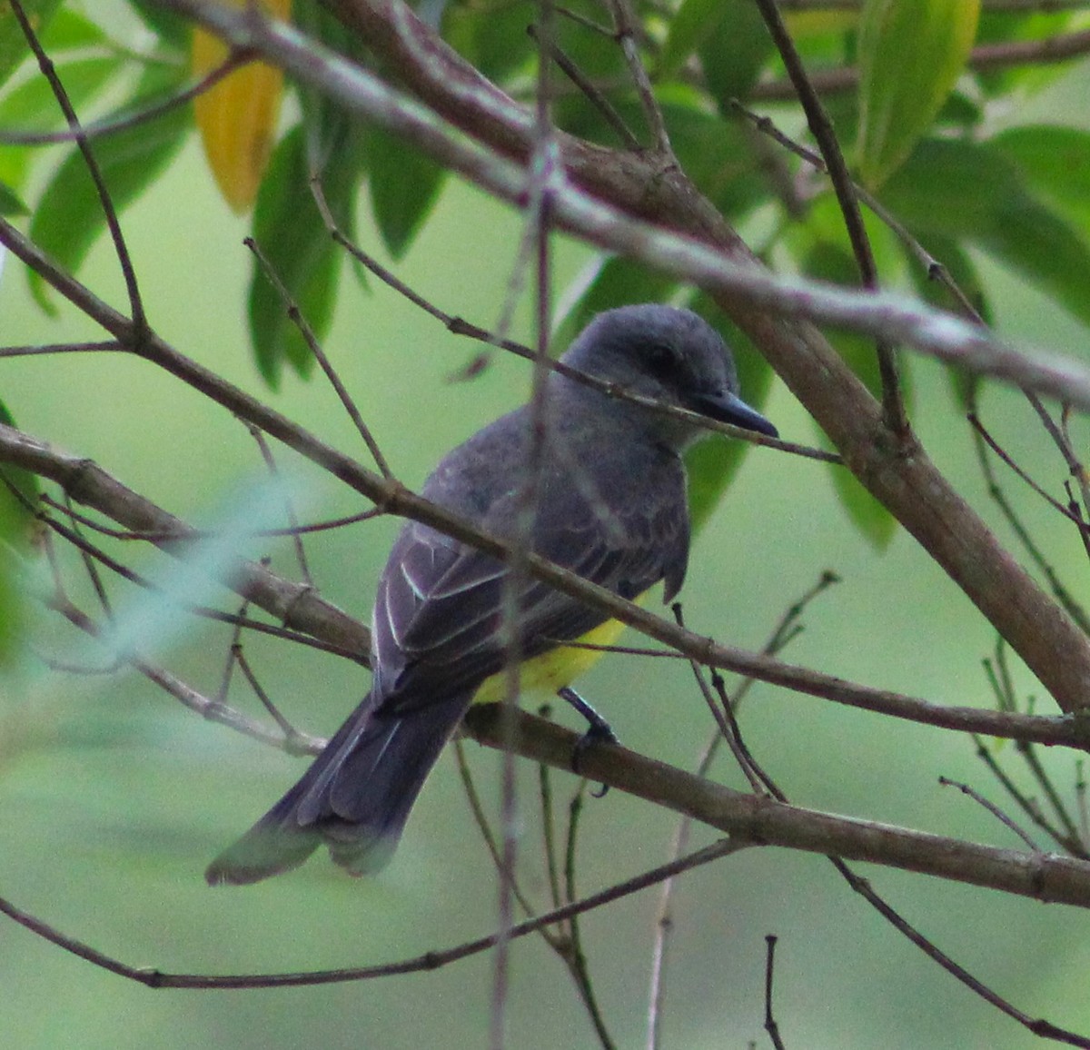 Tropical Kingbird - ML646661111