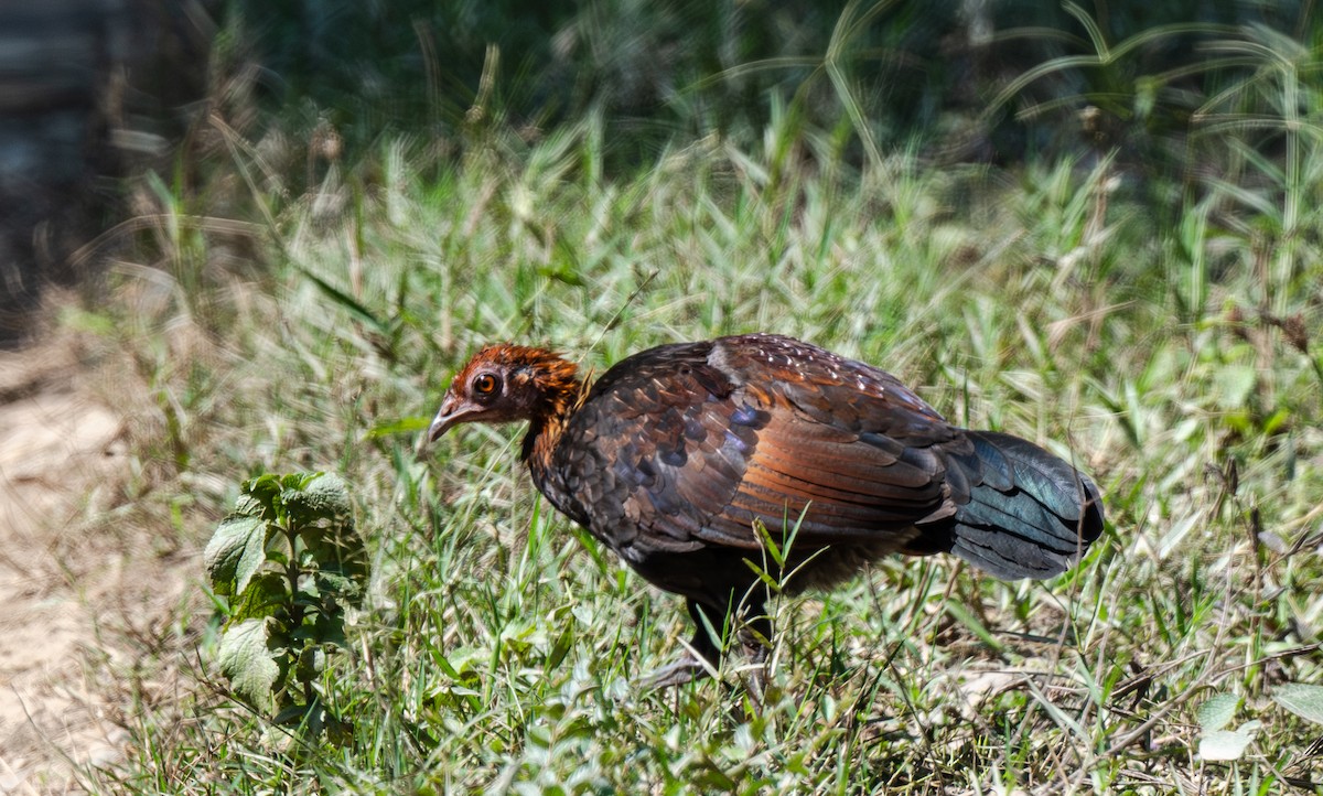 Coq bankiva - ML646661112