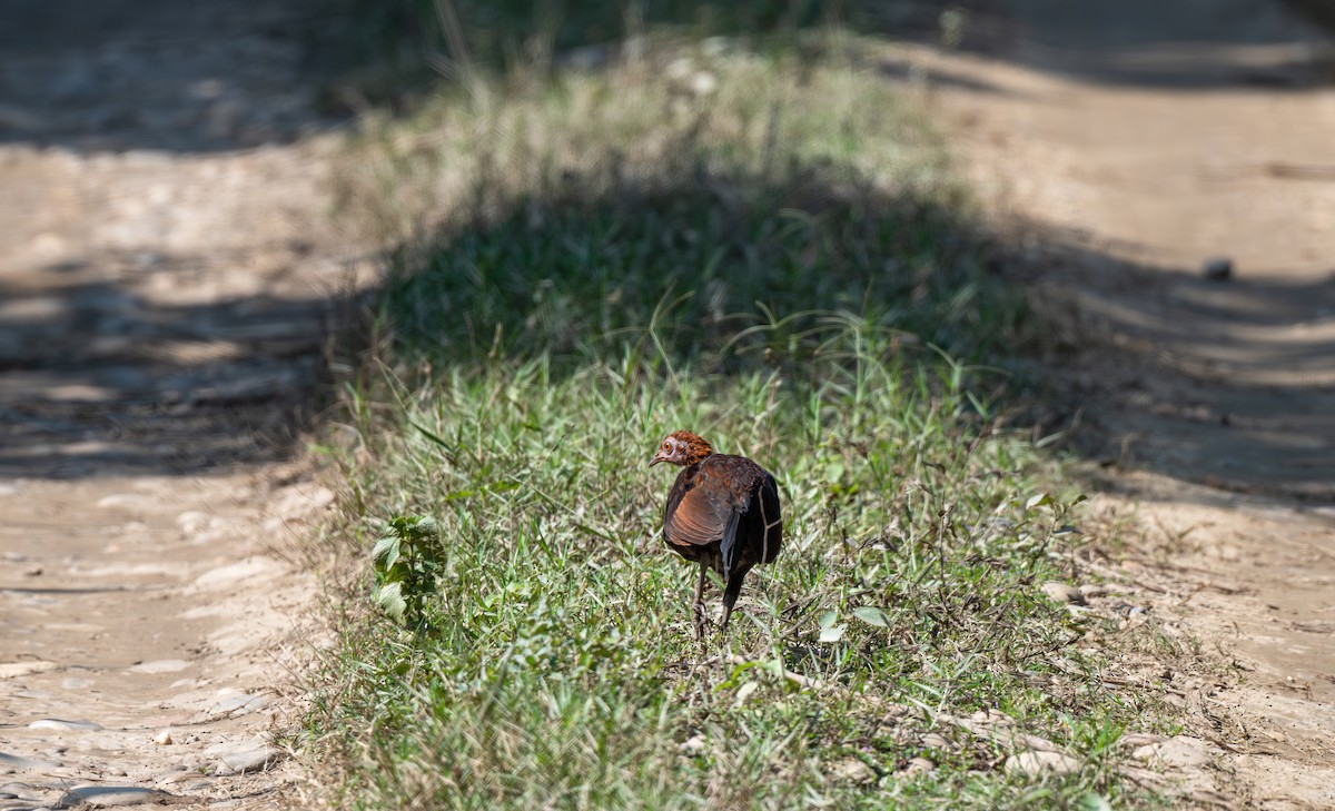 Coq bankiva - ML646661114