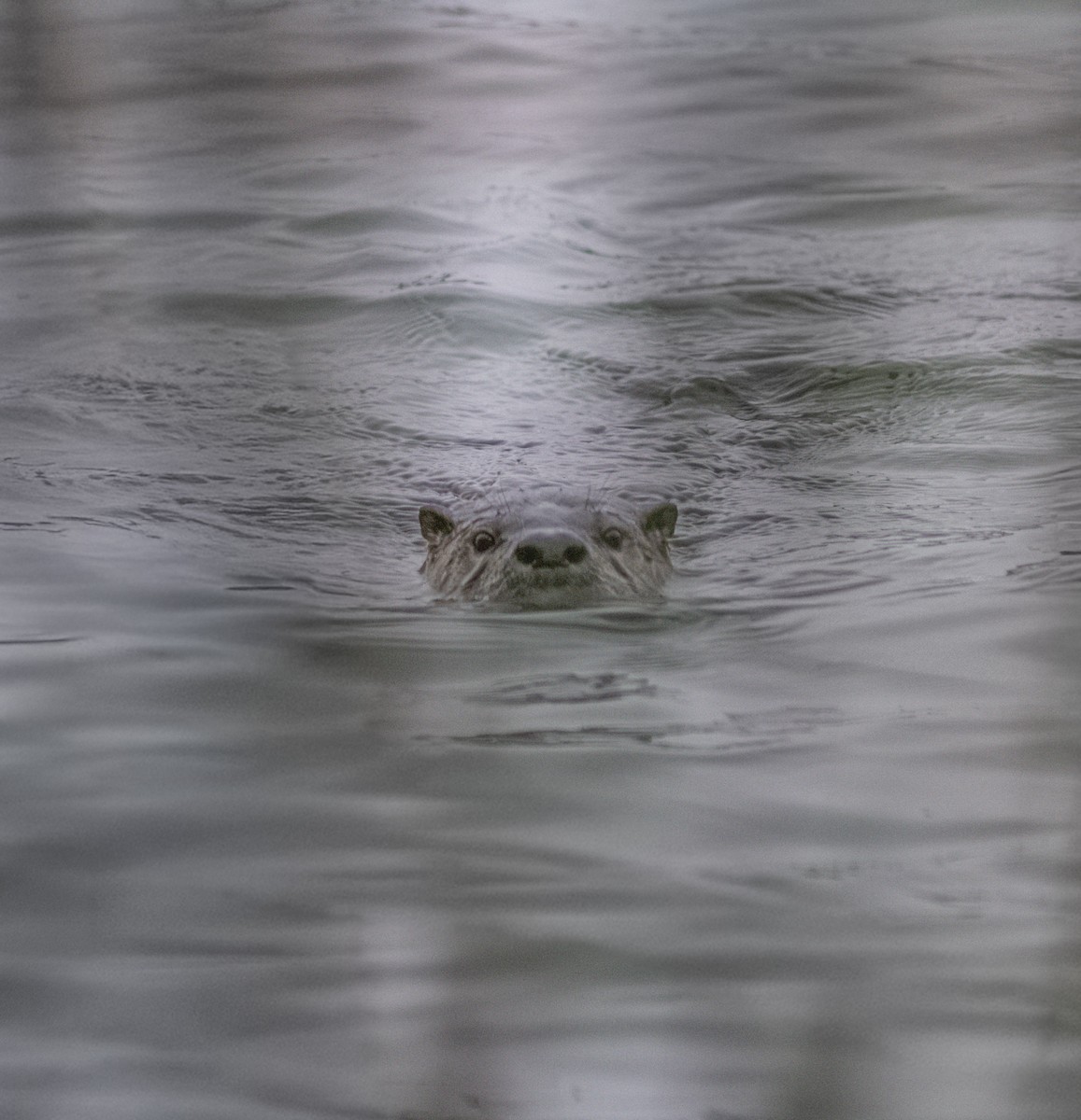 North American River Otter - ML646661119