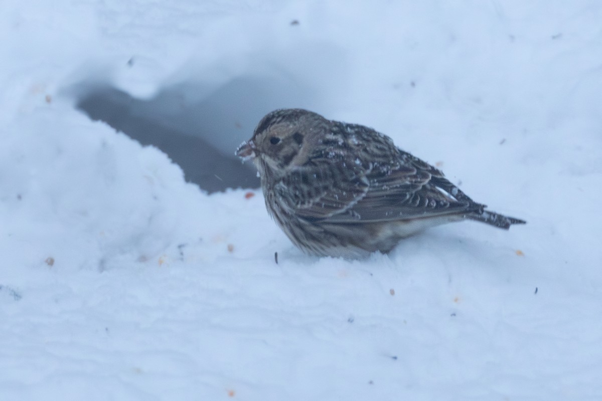 Lapland Longspur - ML646661121