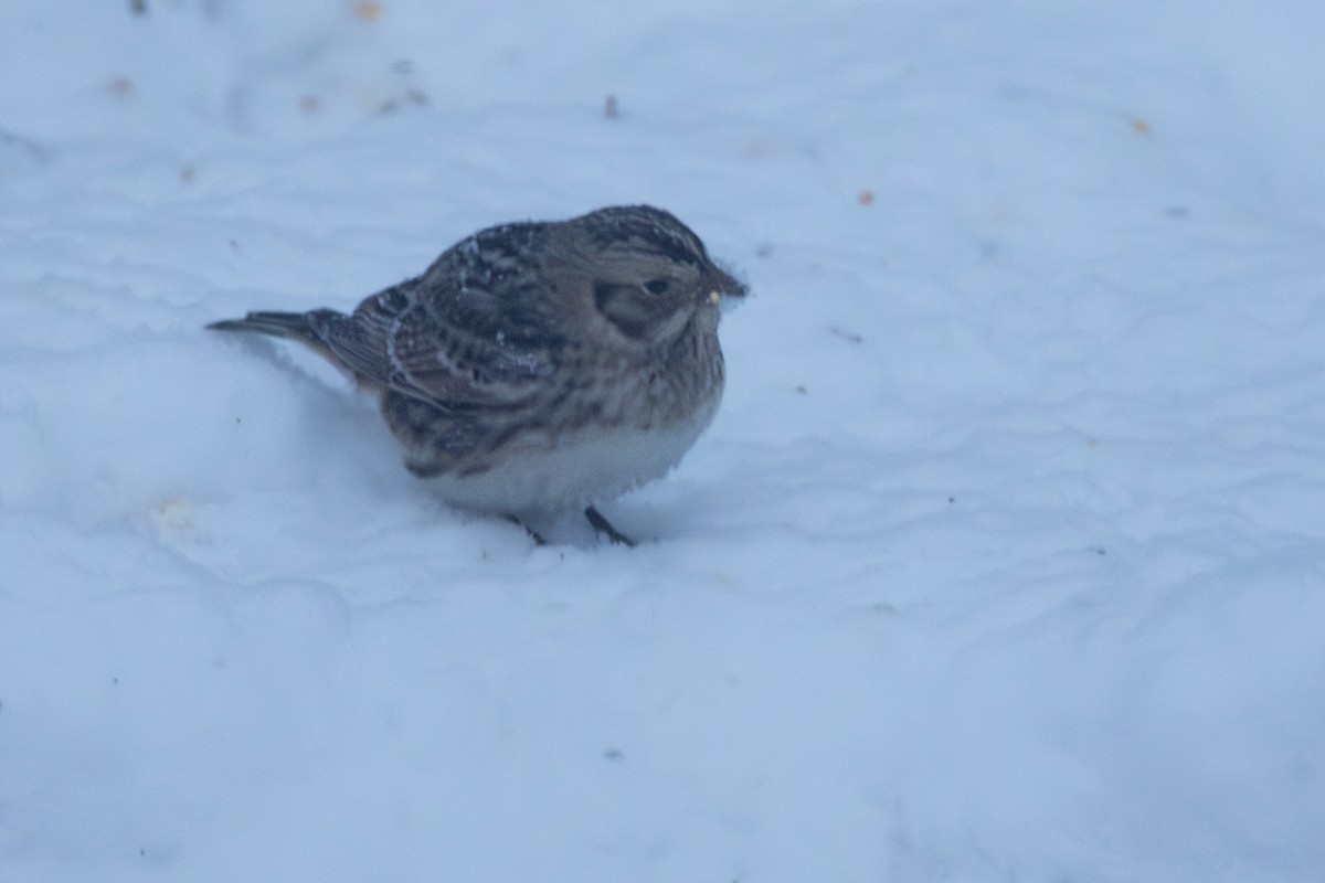 Lapland Longspur - ML646661122