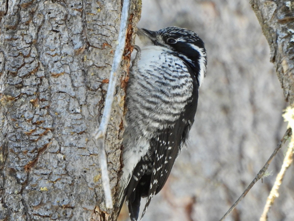 American Three-toed Woodpecker - ML646661126