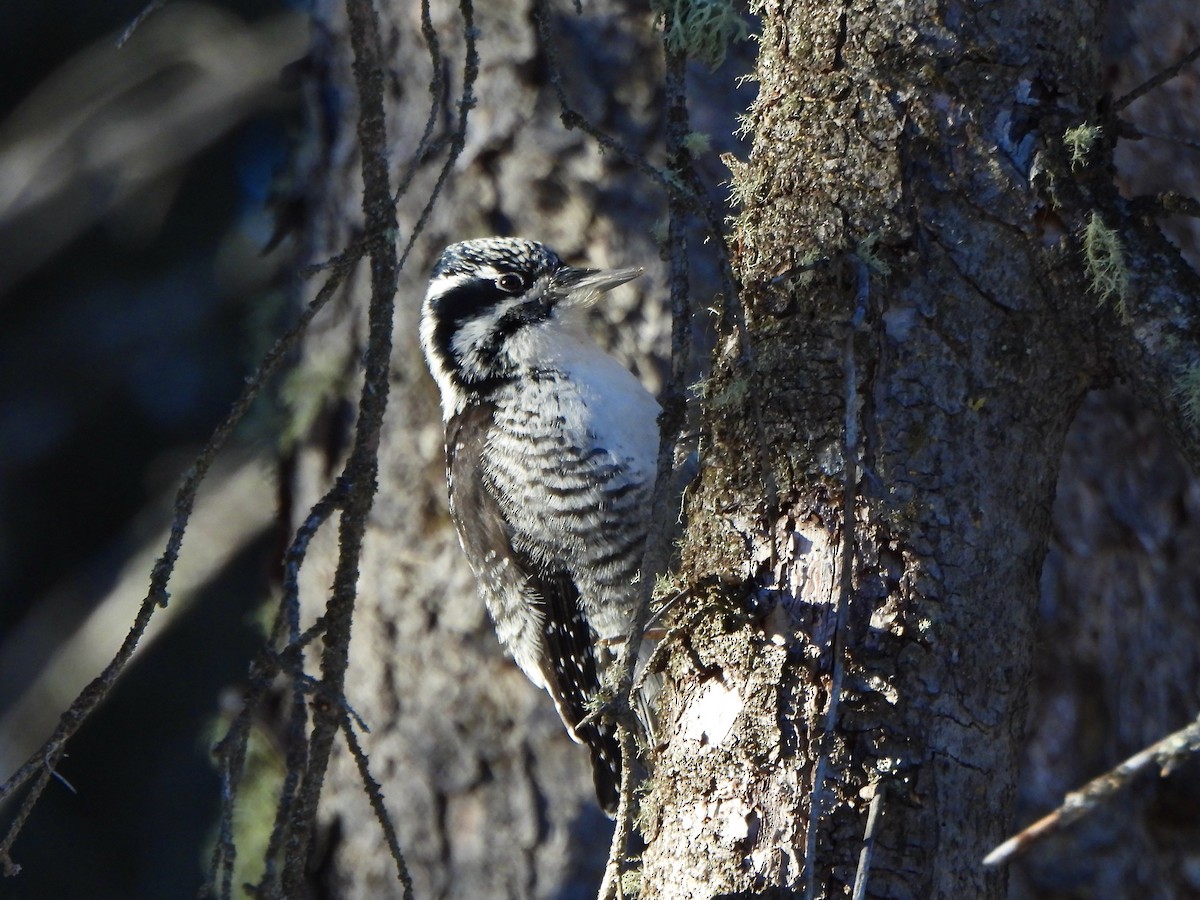 American Three-toed Woodpecker - ML646661127