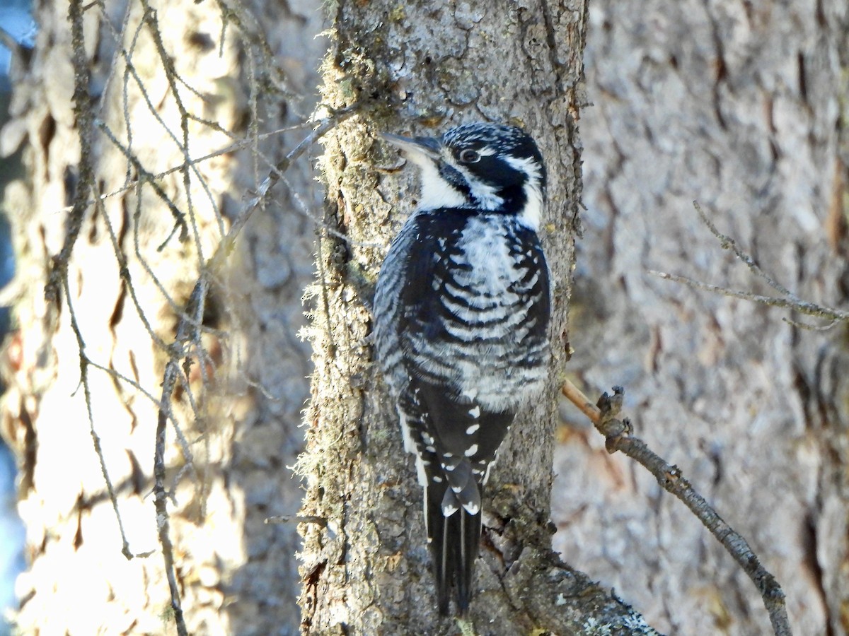 American Three-toed Woodpecker - ML646661128