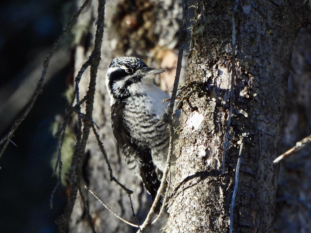 American Three-toed Woodpecker - ML646661129