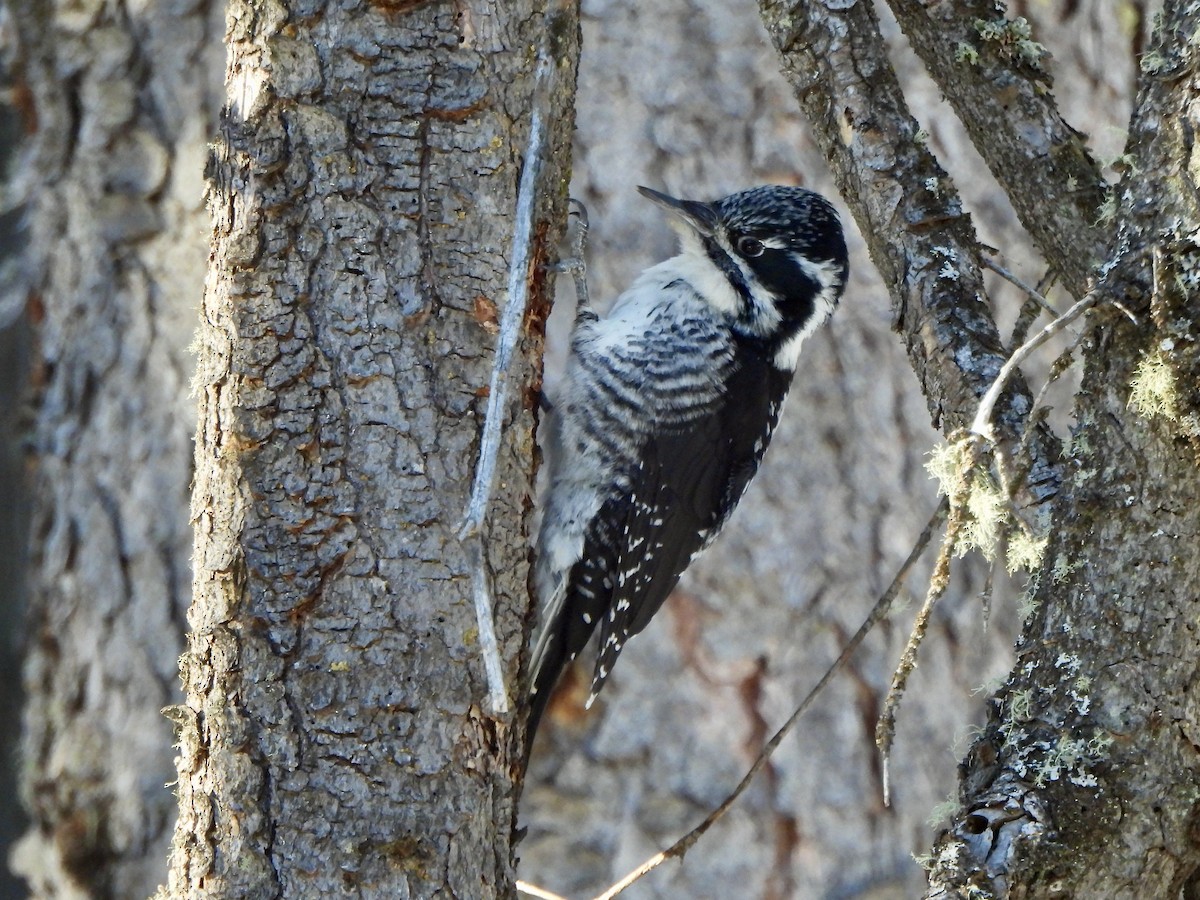 American Three-toed Woodpecker - ML646661130