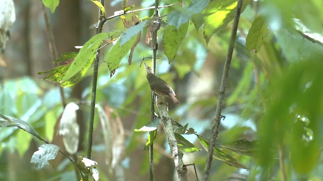 Large-billed Scrubwren - ML646661131