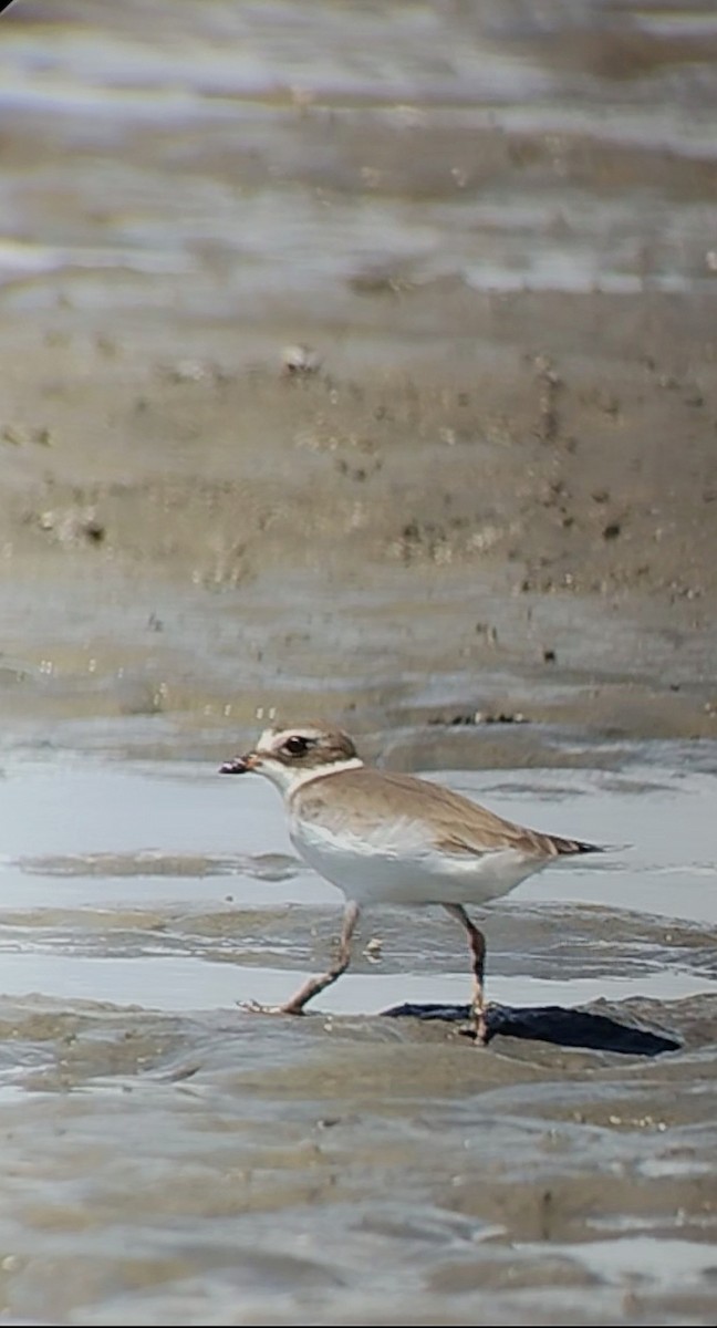 Semipalmated Plover - ML646661132