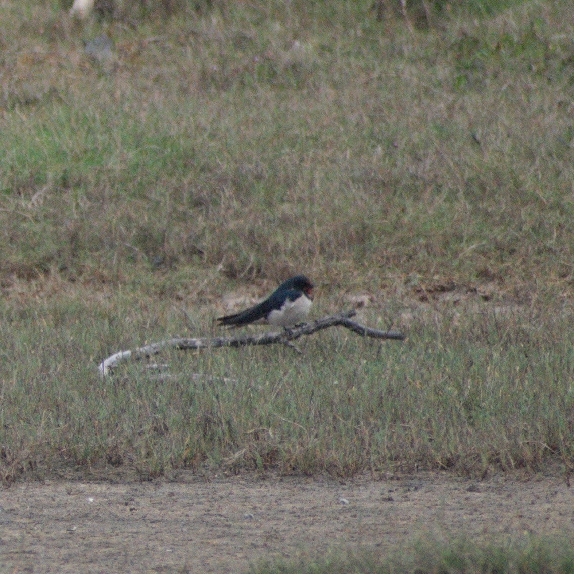 家燕 - ML646661139