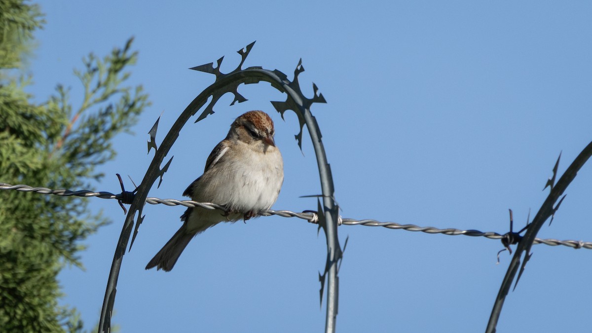 Chipping Sparrow - ML646661140