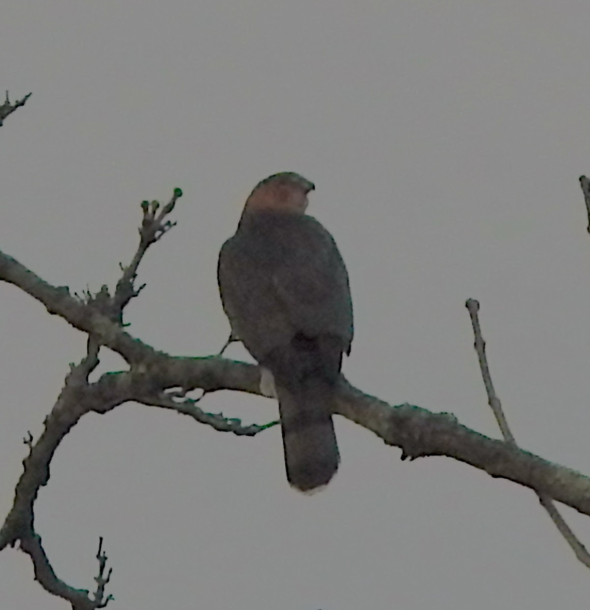 Яструб чорноголовий - ML646661143