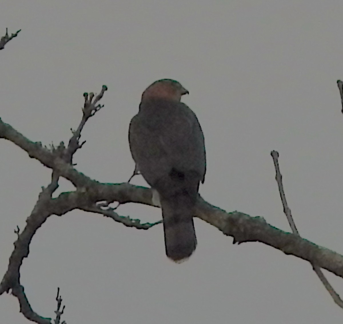 Яструб чорноголовий - ML646661144