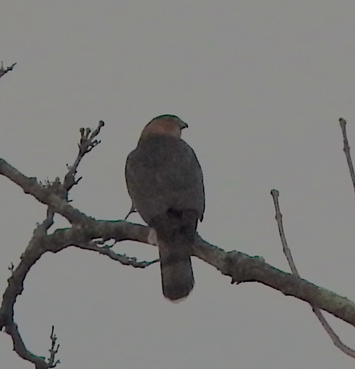 Яструб чорноголовий - ML646661145