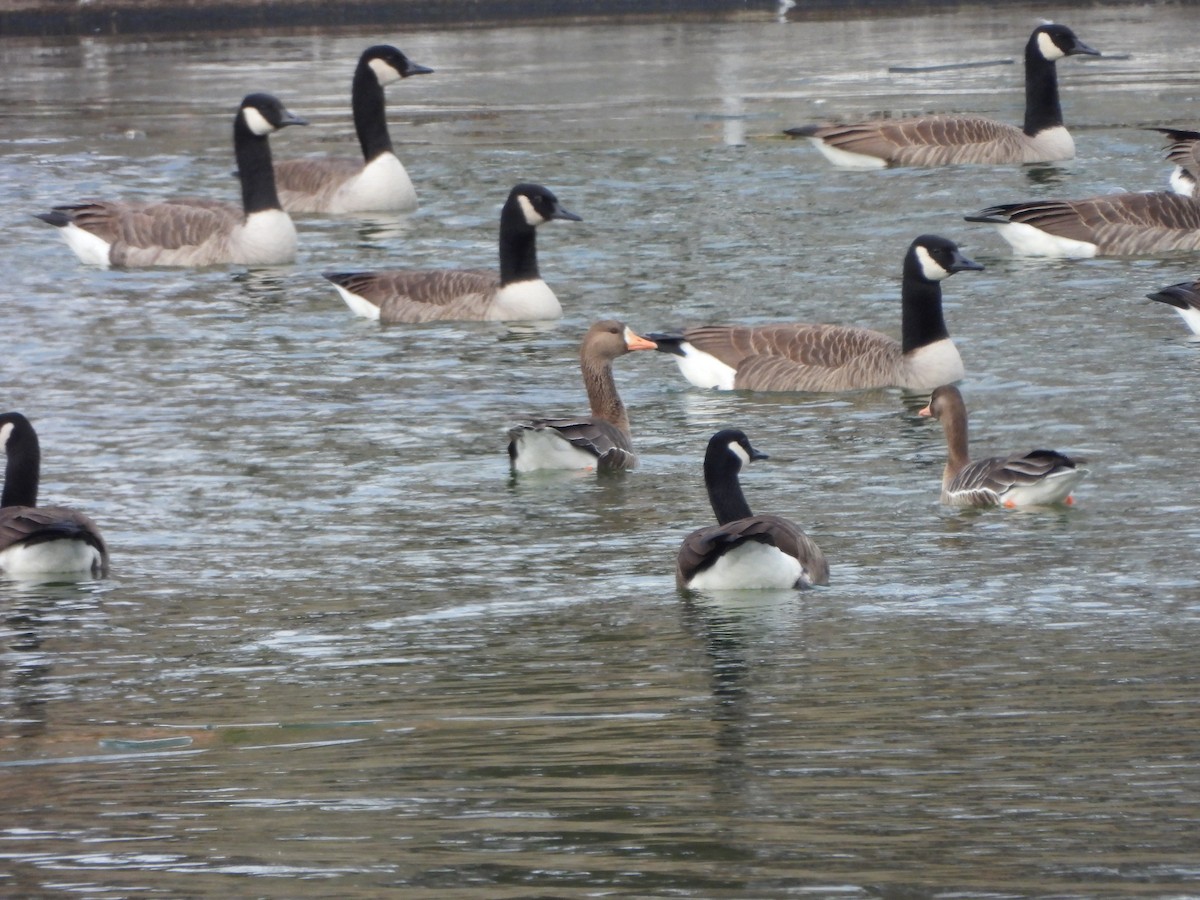 Greater White-fronted Goose - ML646661149