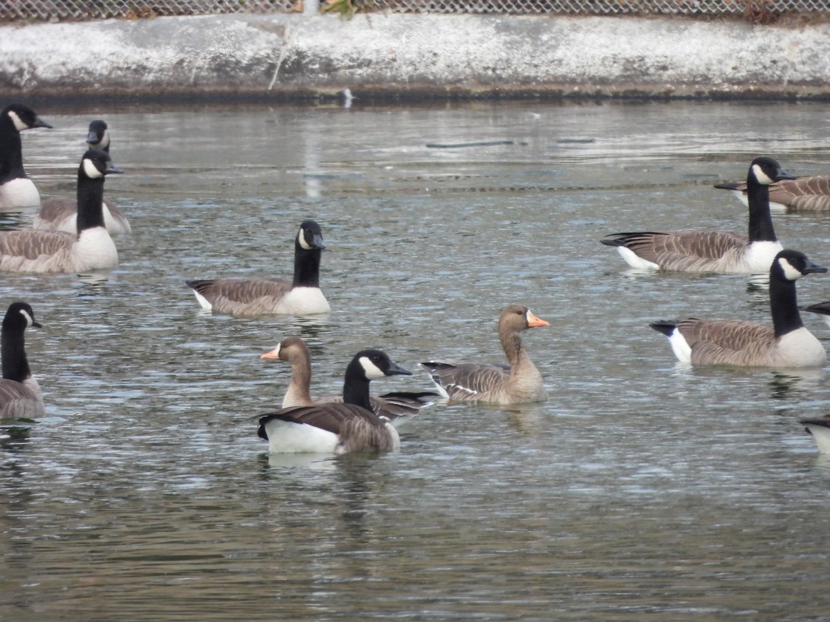 Greater White-fronted Goose - ML646661150
