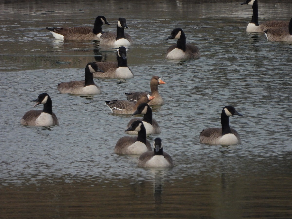 Greater White-fronted Goose - ML646661151