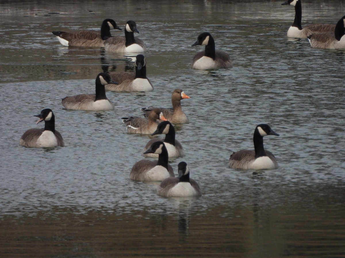 Greater White-fronted Goose - ML646661152