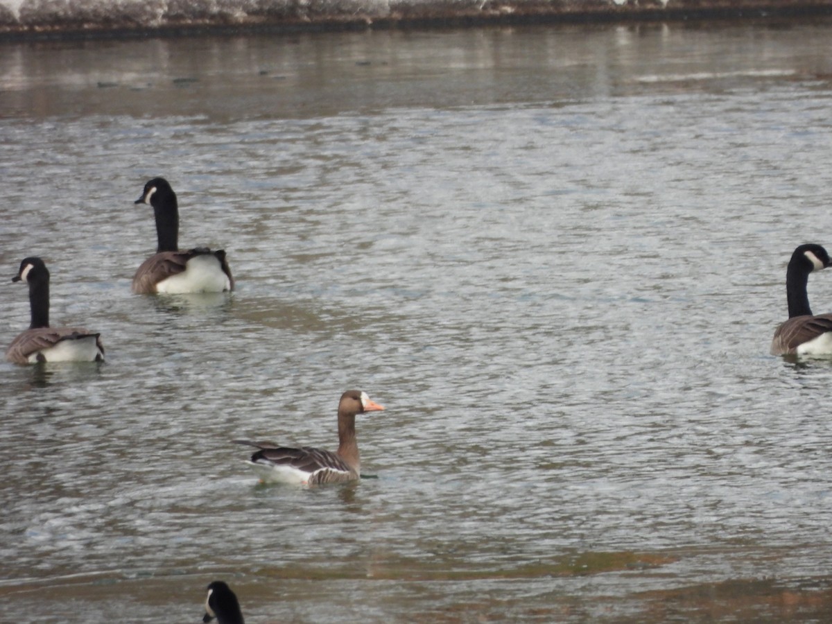 Greater White-fronted Goose - ML646661153