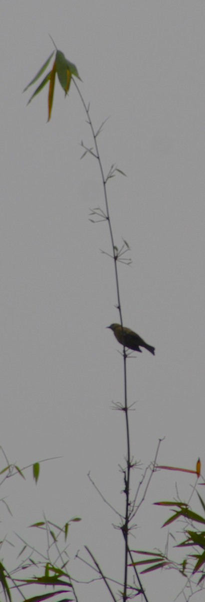 Tangara des palmiers - ML646661154