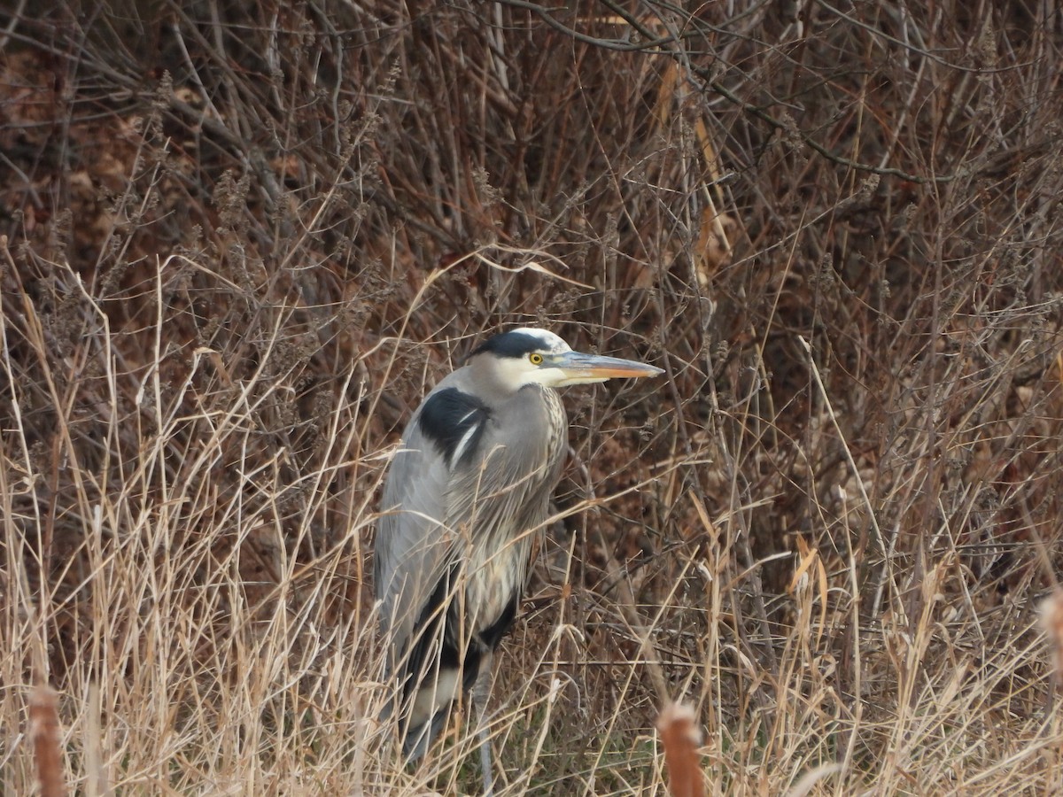 Great Blue Heron - ML646661156