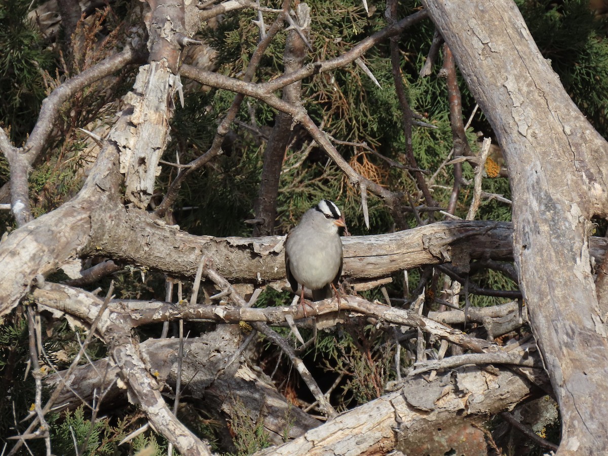 strnadec bělopásý - ML646661158