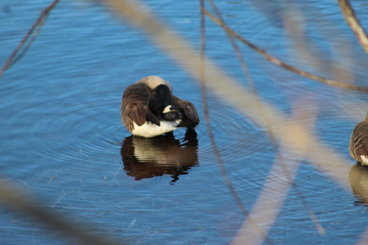 Canada Goose - ML646661159