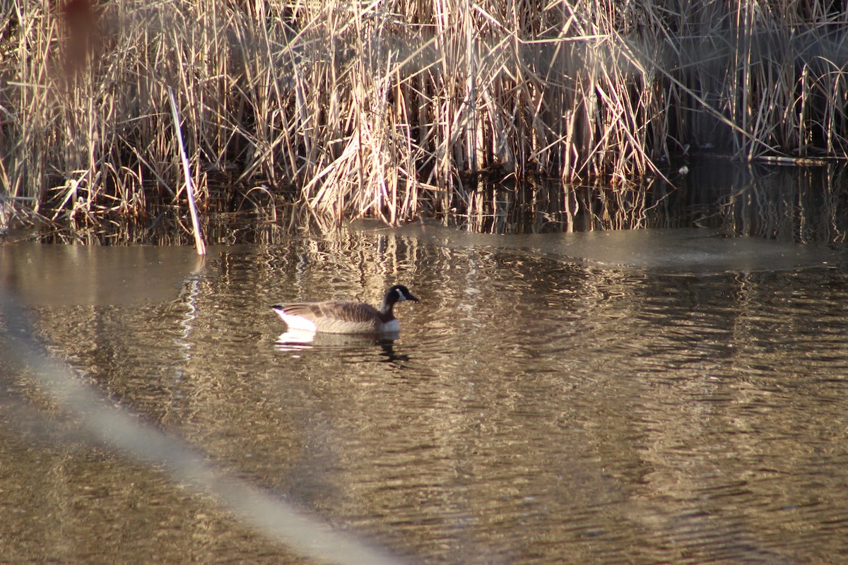 Canada Goose - ML646661161