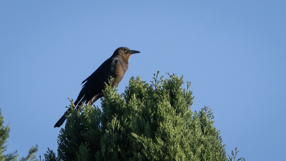 Great-tailed Grackle (Great-tailed) - ML646661162