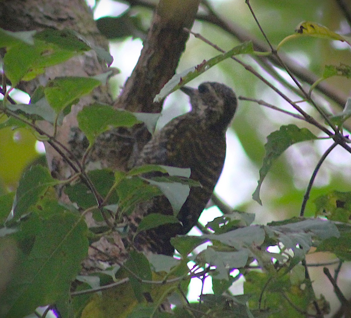 White-spotted Woodpecker - ML646661163