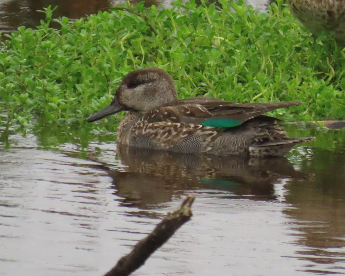 小水鴨 - ML646661168