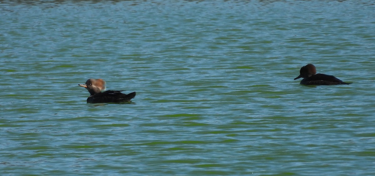 オウギアイサ - ML646661169