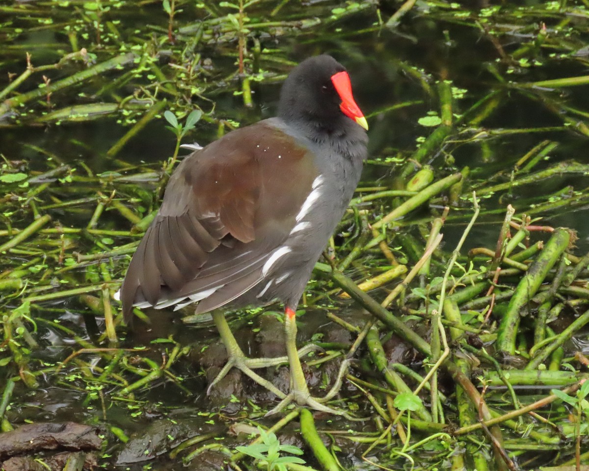 Amerika Sutavuğu - ML646661170