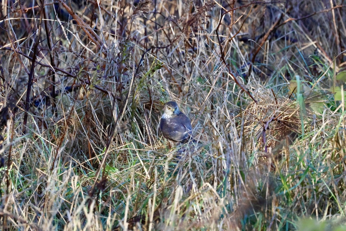 Sharp-shinned Hawk - ML646661171