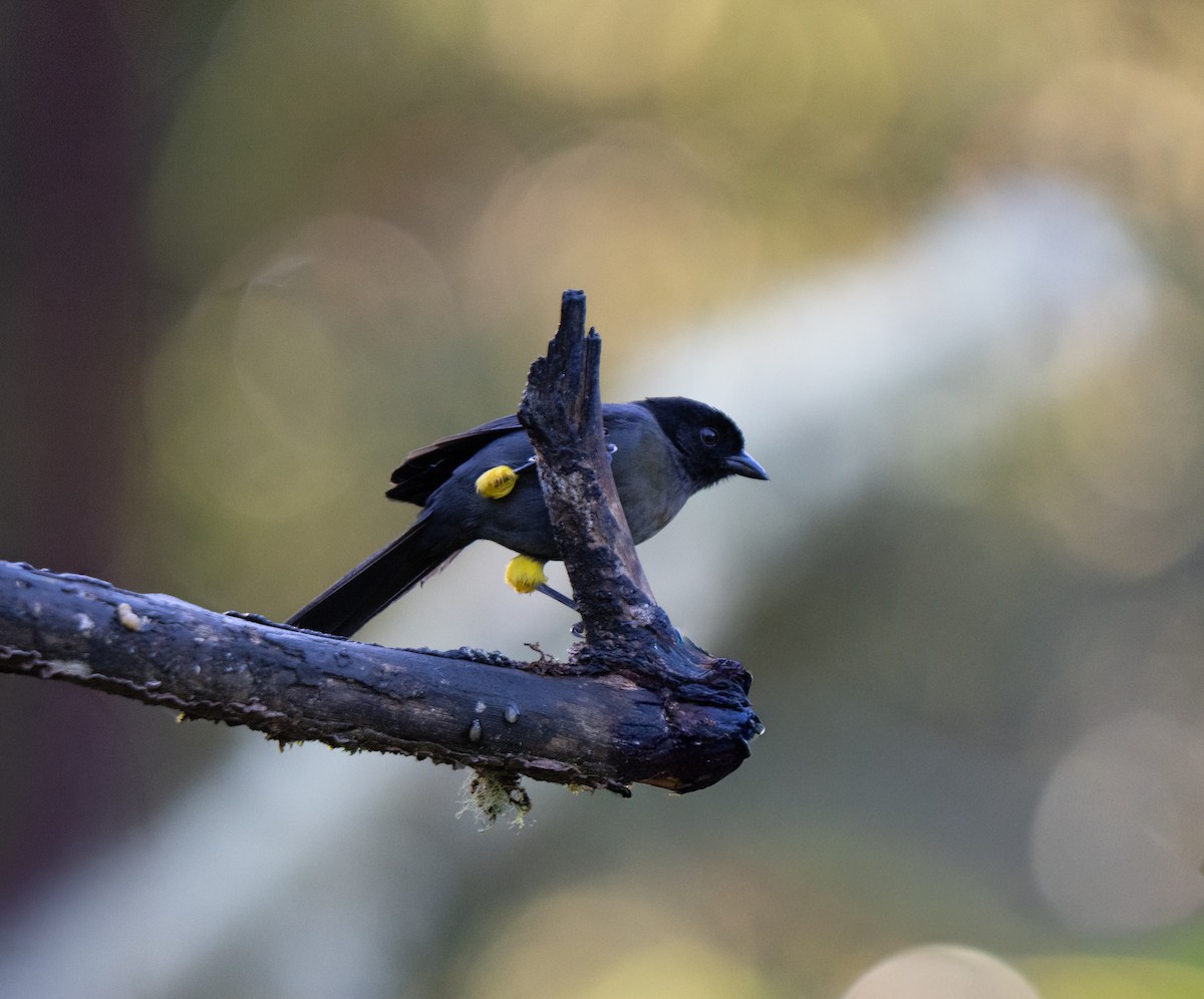 Yellow-thighed Brushfinch - ML646661172