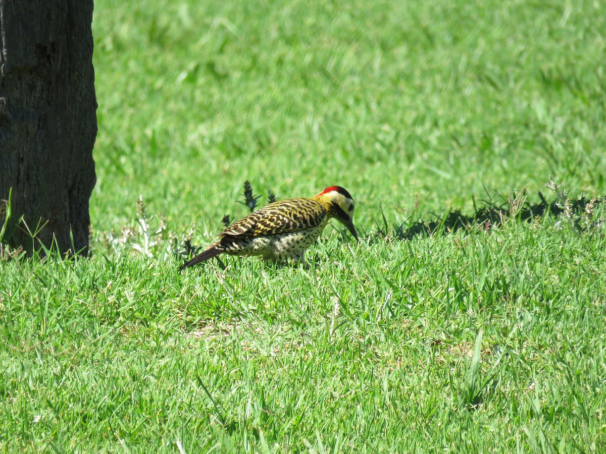 Декол плямистоволий [група melanolaimus] - ML646661175