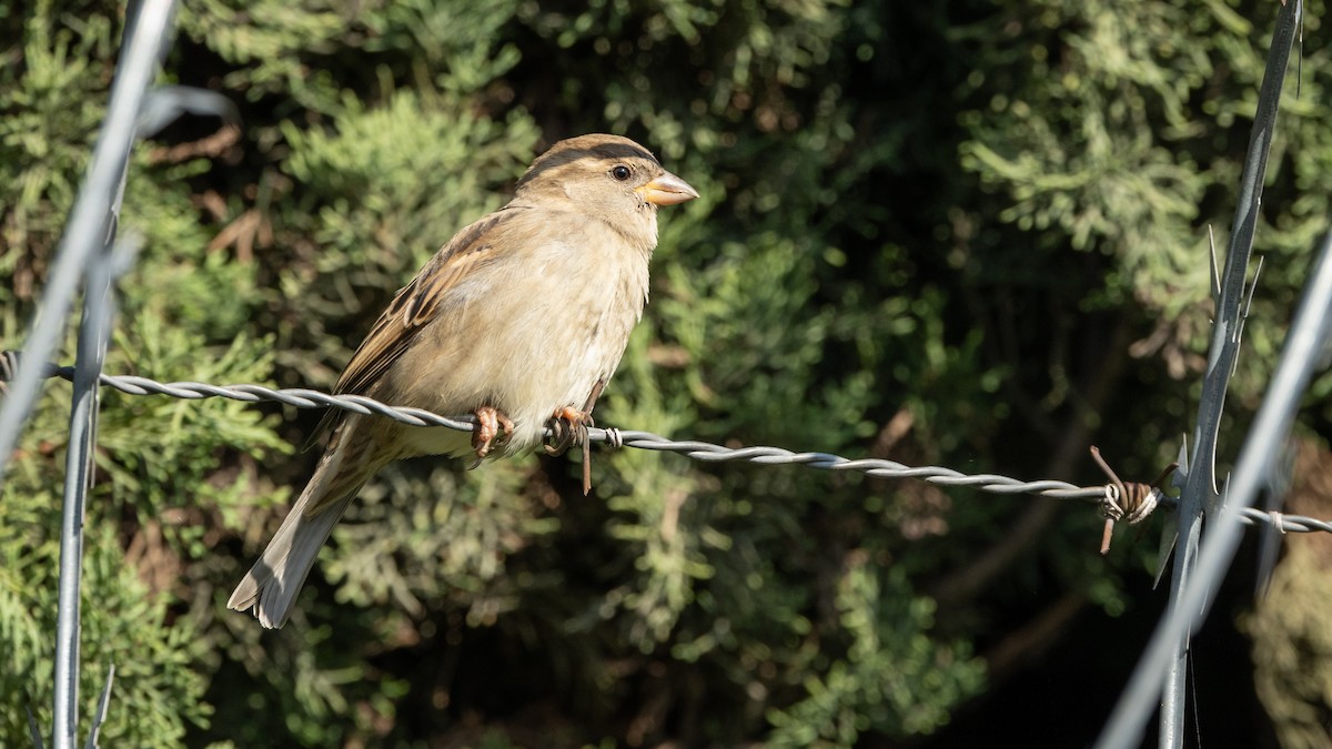 House Sparrow - ML646661176