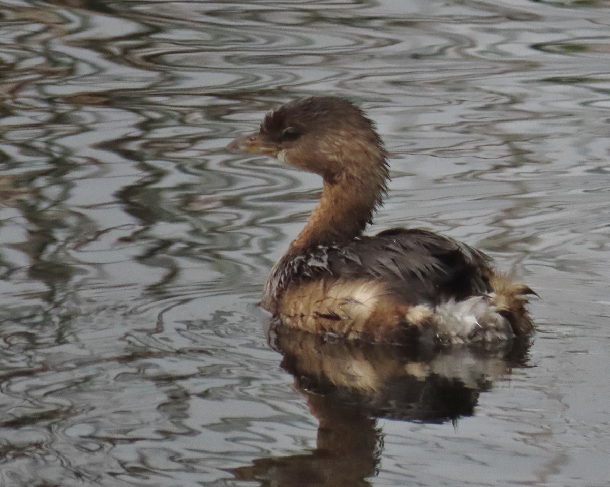 Pied-billed Grebe - ML646661179