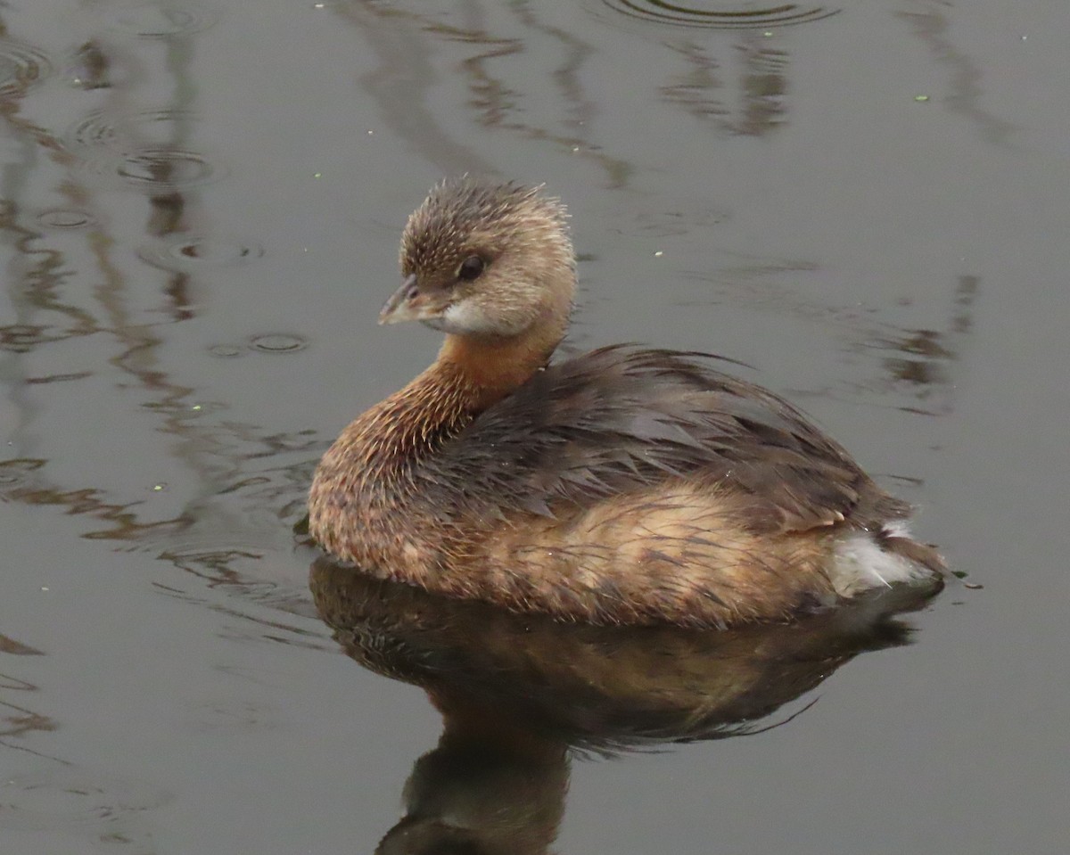 Pied-billed Grebe - ML646661180