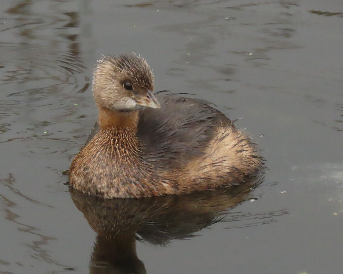 Pied-billed Grebe - ML646661181