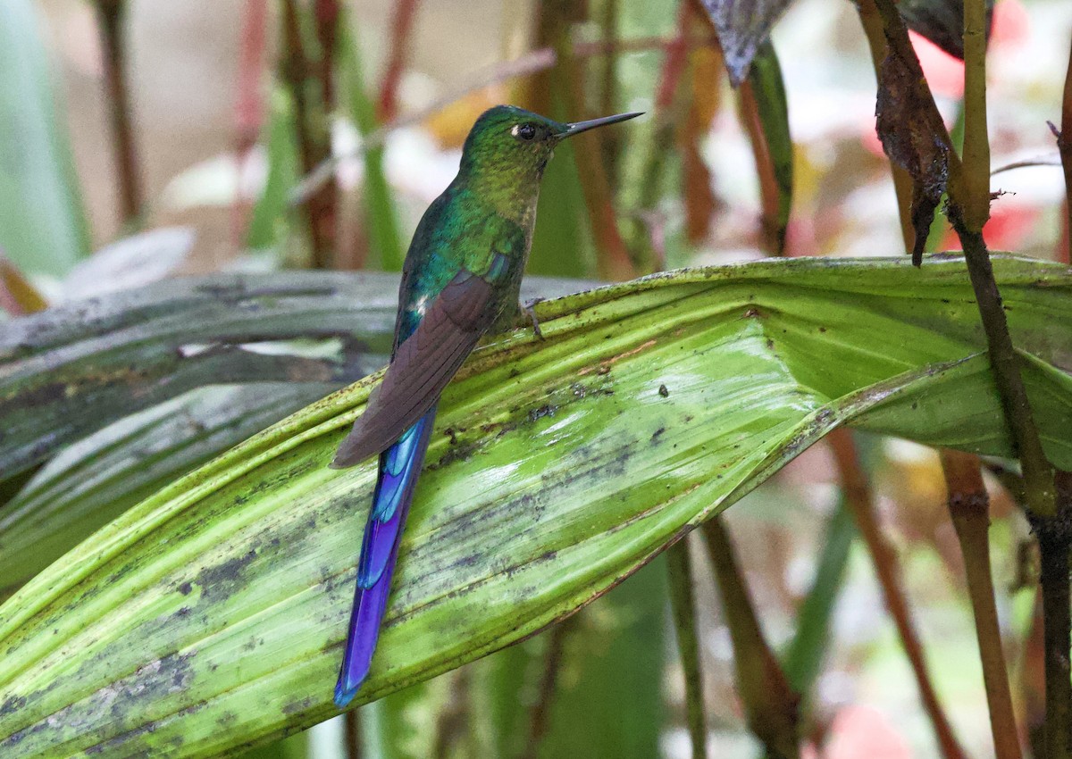 Фиолетовохвостый сильф - ML646661185